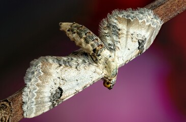 hawk moth macro