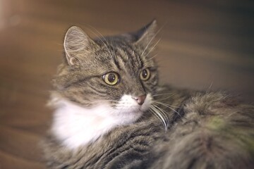 Close-up of cute Maine coon cat sunbathing in the apartment.