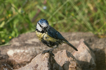 Side view of cute wet blue tit bird sitting on a stone after taking looking at the camera