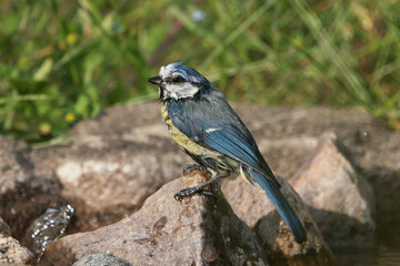 Side view of cute wet blue tit bird sitting on a stone after taking looking to the left