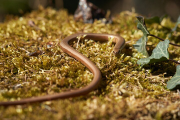 Sandworm Anguis fragilis Macro in Nature