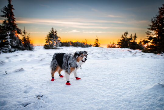 Dog in winter