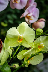 Blooming beautiful orchid flowers in a tropical greenhouse, nature and gardening