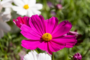 Fototapeta premium fresh beauty big purple cosmos flower and blooming in natural botany garden park