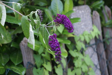 Sommerflieder 488370071 Buddleja