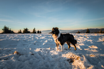 Winter dog