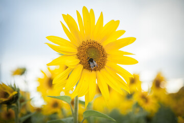 Fototapeta premium Bumble Bee on a Sunflower