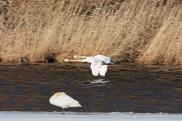 Whooper swan rushing to the feeding ground