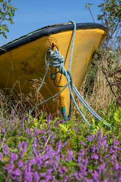Low perspective of a small, abandoned rowing boat with a yellow hull surrounded by grass and violet blooming heather.