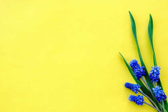 A bouquet of blue spring flowers on a yellow background.Minimalistic spring concept.Copy space,flat lay.