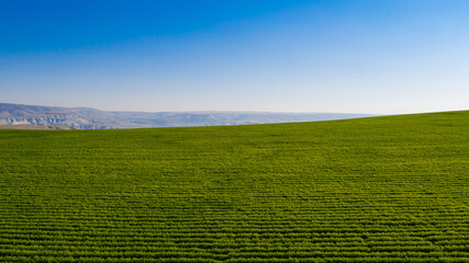 Aerial view of carrot field in Ankara-Beypazari