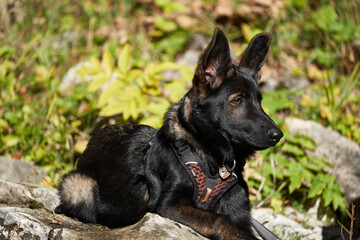 Young east german shepherd dog