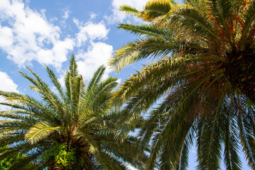 Fototapeta na wymiar palm trees with green leaves against the sky