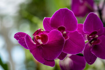 Blooming beautiful orchid flowers in a tropical greenhouse, nature and gardening