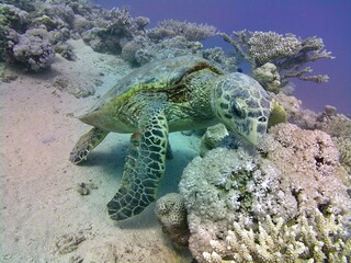 Fototapeta premium green sea turtle
