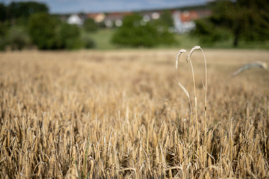 Two rye plants sticking out of a golden field of ripe barley.