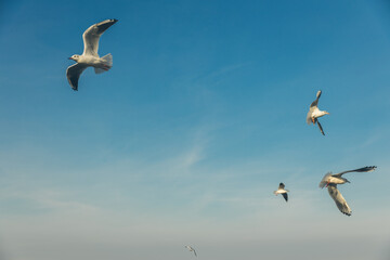 Seagulls flying high in the wind against the blue sky and white clouds, a flock of white birds.