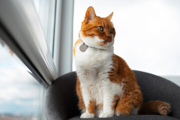Red-white cat lying on chair near panoramic window.
