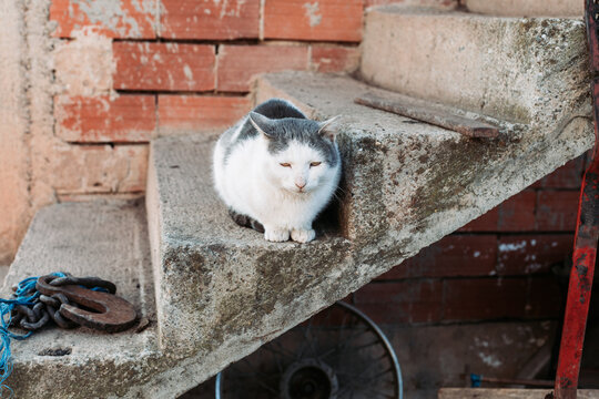 White Gray Cat Sitting On The Stairs Of An Village House, Relaxing