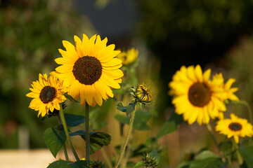 Sunflowers in early morning light Macro