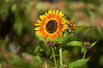 Sunflowers in early morning light Macro