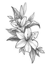 Flower Drawing Aesthetic, Beauty Vector Sketch Outline, Hand Drawn Colorful Paint, Hand Drawn Pastel Watercolor