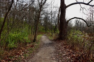 Obraz premium The empty hiking trail in the forest on a fall day.