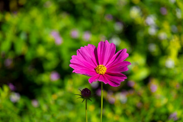 fresh beauty single pink and purple cosmos flower blooming in natural botany garden park