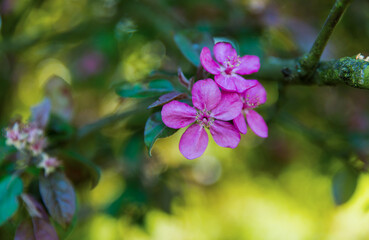 Pink flowers of blossom apple tree in spring time.