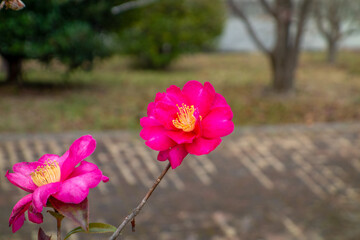 pink and white flowers