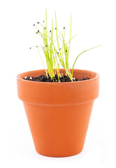 Garlic Chives Sprouting in a Terra Cotta Pot Isolated on White