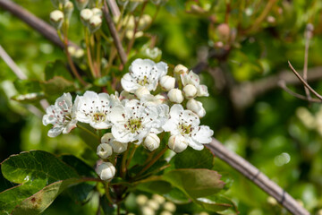 Hawthorn (crataegus monogyna) blossom
