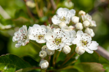 Hawthorn (crataegus monogyna) blossom