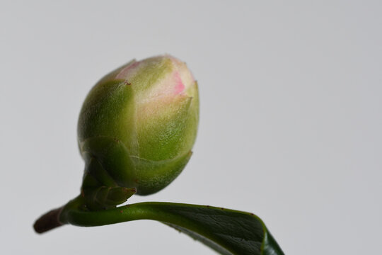 Macro image of an emerging camellia bud