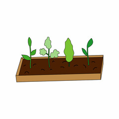 plant seedlings in a box