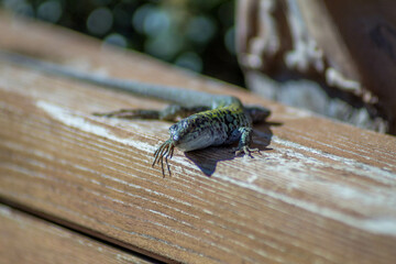 lizard on a tree