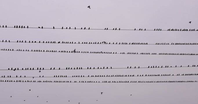 Birds come to sit on electric wires.