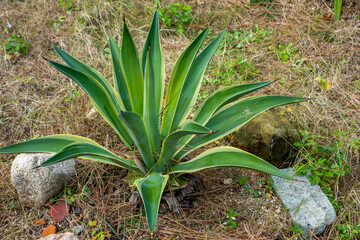 Obraz premium aloe vera plant in garden