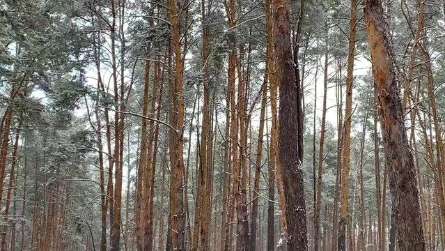 it snows in a pine forest