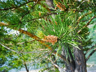 Young green pine cones in the forest, blurred background.	Medicinal plants. 