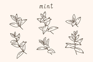 Branch of mint. Contour vector illustration. - obrazy, fototapety, plakaty