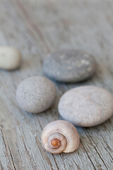 Fototapeta na wymiar Minimalistic Still Life With Grey Pebble And Shell