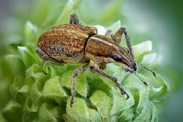bug on a leaf