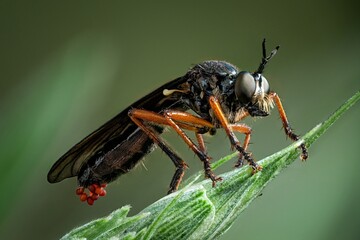 fly on leaf