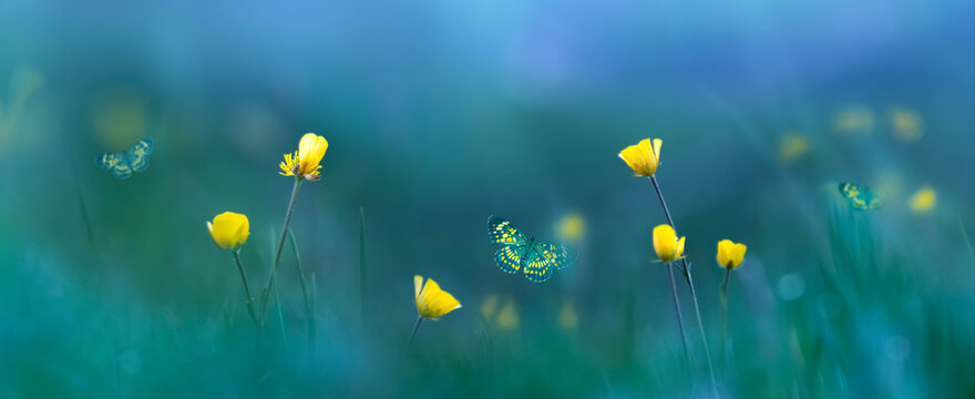 Yellow wild flowers and butterflies. Spring summer background. Banner format.