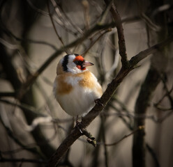Bird  on branch. (European) goldfinch