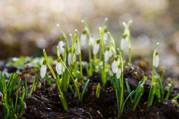 A group of spring snowdrops in garden