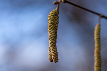 close up of hazel birch catkin blossom