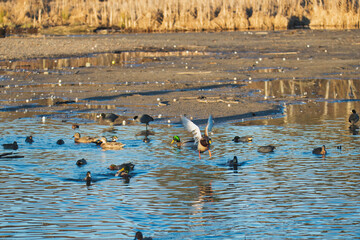 A view of a male Mallard flying in the air.   Burnaby BC Canada