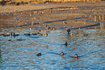 A view of a male Green-winged teal flying in the air.   Burnaby BC Canada